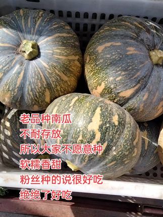老品种南瓜,软糯香甜的,是你喜欢的味道吗 软软的,甜甜的