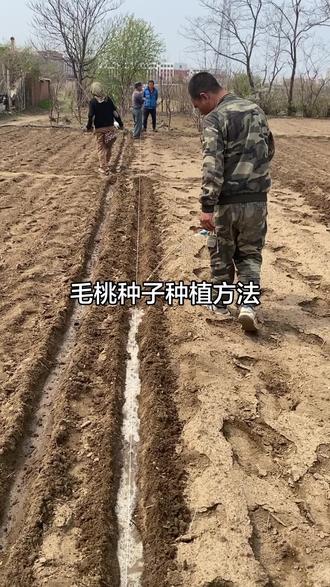 毛桃种子种植方法#毛桃种子 #毛桃种子怎么育苗 #桃芽 #桃芽种子 #桃种子