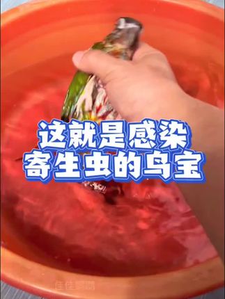 这就是感染寄生虫的鸟宝 #萌宠出道计划 #驱虫喷雾#养鸟必备 #鹦鹉 #养鸟经验分享
