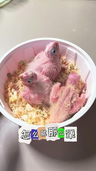 宝子们快看看到底是啥色的,#宠物陪伴 #宠物日常vlog #孵化 #手养玄凤鹦鹉 #玄凤鹦鹉