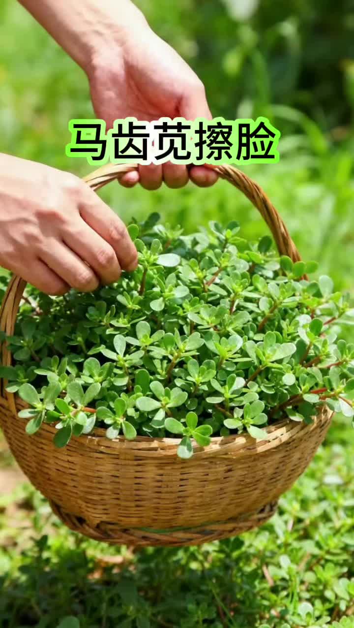 农村随处可见的马齿苋居然是个宝~ #马齿苋 #植物科普 #小妙招大作用 #热点 #上热搜 @DOU+上热门 @抖音小助手
