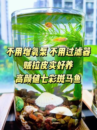 不用增氧泵,不用过滤器,七彩斑马鱼贼拉皮实好养,关键颜值还高#斑马鱼 #不打氧无过滤养鱼 #懒人低成本养鱼 #鱼缸里的大自然 #生态鱼缸