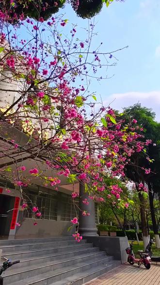 不用去日本,不用去武大。广州华农樱花花海烂漫绽放,浪漫动人。粉红色美爆了整个校园,春天如期而至。#广州 #樱花 #春暖花开奔你而来#又到了赏花拍照的季节