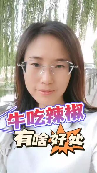 见过牛吃辣椒🌶️#每天分享牛羊养殖小知识 #西门塔尔育肥牛
