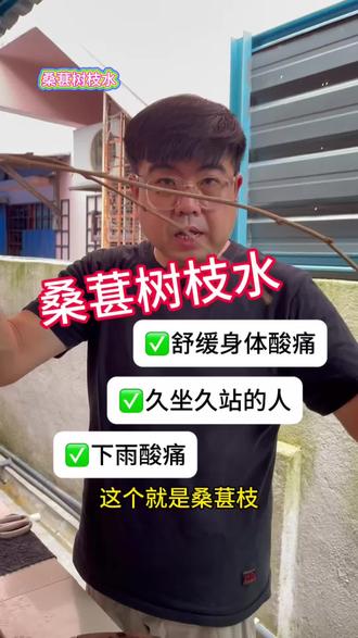 🇲🇾 不只是桑葚,桑葚树枝煮水也太厉害了,桑葚树枝煮法大揭秘,这种做法竟然这么好喝#新手流量扶持 #养生小妙招 #传统草本疗法 #身体养护秘籍 #自我保健知识
