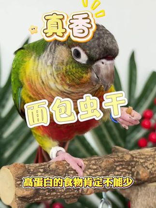 鹦鹉掉毛,换羽可以试试喂点面包虫干补充蛋白质#鹦鹉面包虫干