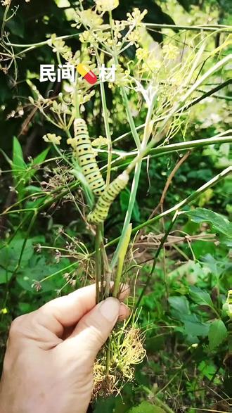 你知道吗?#茴香虫,#百珍虫,#茴虫#茴香茧
