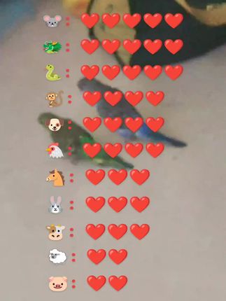 #俩只小可爱鹦鹉🦜