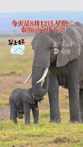 今天是8月12日 星期二 农历闰六月十九。
早安,我的朋友。今天是世界大象日。大吉象,大吉祥,大象送福到您家。闰月象耕,岁必丰穰;长鼻吸水,招财进宝!愿您的日子如大象般气度从容,事事顺意,福气满满。