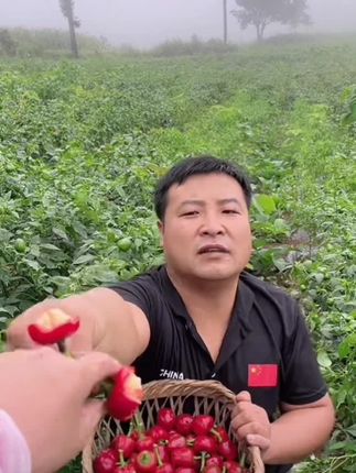 香辣可口新鲜现摘草莓椒灯笼椒珠子椒泡椒剁椒#新鲜采摘 #新鲜蔬菜 #草莓椒 #灯笼椒 #辣椒