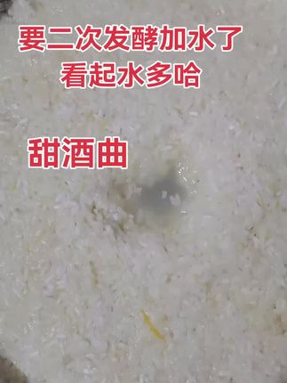 甜酒曲#甜酒曲