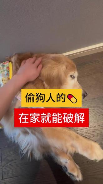 偷狗人的yao,在家就能破解 #狗狗 #科学养宠攻略 #偷狗 #养狗经验分享 #新手养狗