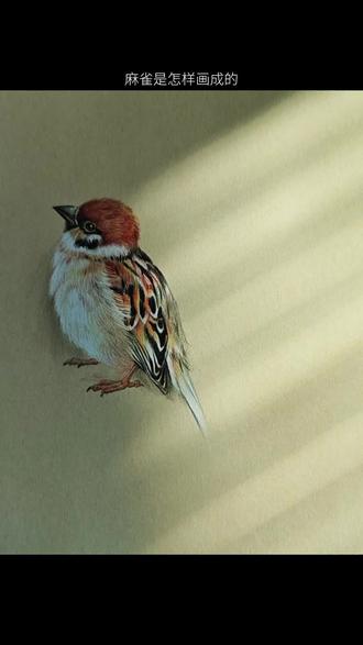 麻雀画法分享,快收藏吧 #画画 #鸟类