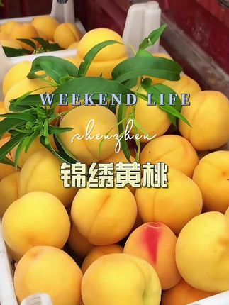 #黄桃#时令水果#现摘现发#锦绣黄桃