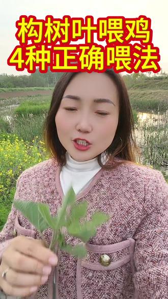 构树叶喂鸡的四大用法#养鸡#养鸡人 #养鸡小妙招 #养鸡助手 #养鸡#三农养殖 #