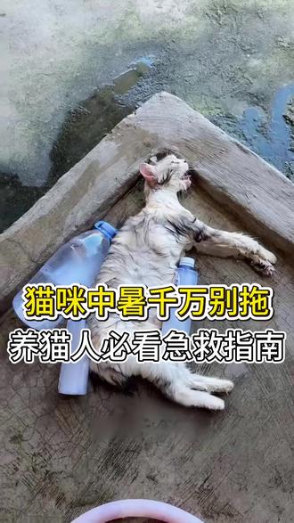 猫咪中暑千万别拖,养猫人必知急救指南 #猫咪 #养猫人 #养猫经验分享 #新手养猫