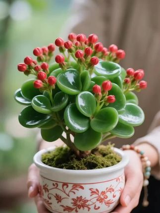 新品碧玉花盆栽 碧玉花卉四季常绿,叶片圆润似翠玉。它极好养护,喜温暖湿润半阴环境,花期长、花香淡雅,还能净化空气。#爱生活爱养花 #花卉绿植 #绿植盆栽 #养花人的乐趣 #碧玉花