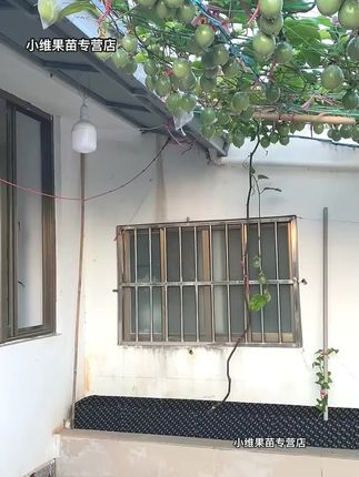 新品种纯甜黄金9号百香果嫁接苗黄金百香果苗四季#百香果苗 #百香果种苗 #百香果苗培育