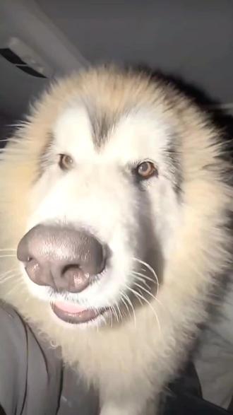 骏良上一秒还让新小狗在“棉花”和“被窝”里面选,下一秒直接就叫人家“被窝”~#骏良#被窝#阿拉斯加#门头沟狗狗#骏良的狗