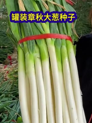 #大葱 #源头好货 #强烈推荐 #大葱种植 山东章秋铁杆葱种子