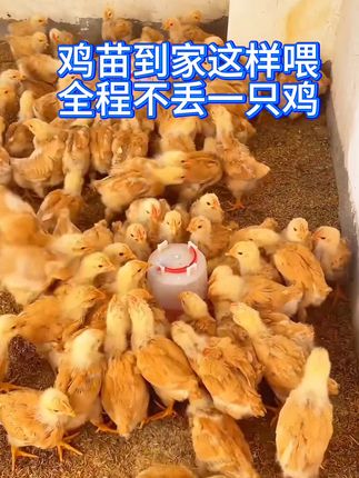 #养鸡的技术和方法 #养殖小知识 #养鸡的技术和方法 #鸡鸭鹅养殖 #养鸡小妙招