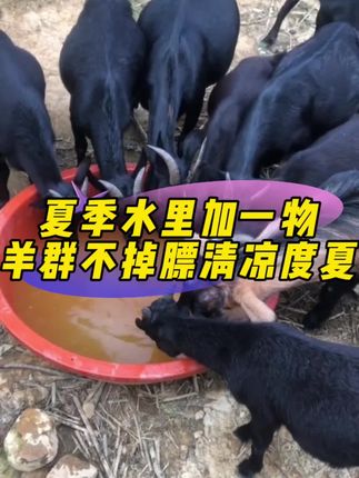 夏季水里加一物,羊群不掉膘清凉度夏#养羊 #养羊人 #农村养羊 #新手养羊 #养羊技术