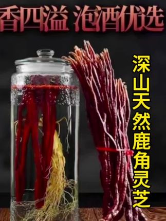 深山天然鹿角灵芝,天然采摘高山里灵芝草#鹿角灵芝 #灵芝草 #灵芝草药之王 #鹿角灵芝功效 #三农