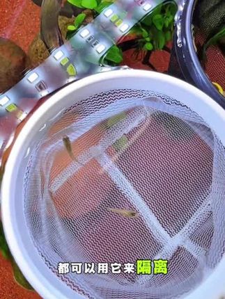 手柄可伸缩,还能变身隔离网的3d小鱼捞,养鱼必备,太好用了#新手养鱼#鱼捞 #小鱼捞 #养鱼必备