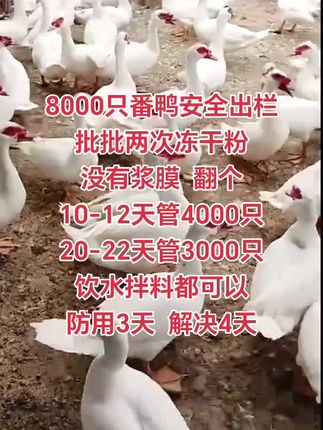 #养鸭人 #养鹅人 #科学养殖 #养殖