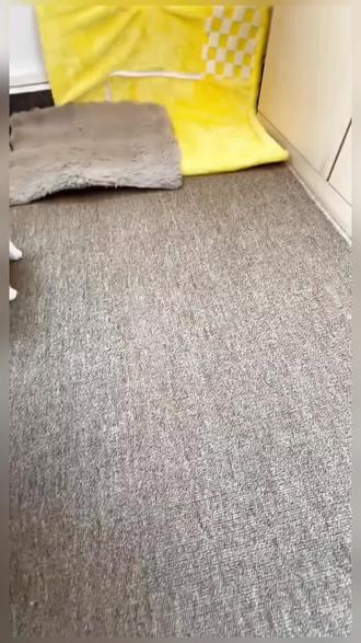 给小猫买了新五角星玩具,还会发声,直接把小猫迷住了#逗猫神器 #猫咪日常 #猫玩具 #萌宠好物 #好物推荐🔥