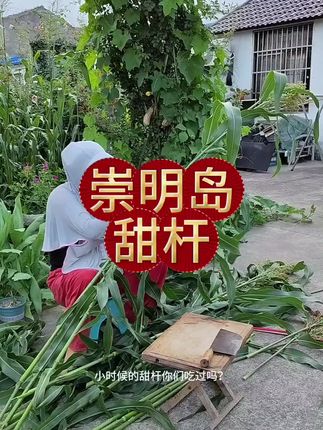 #上热门 小时候味道的甜杆你喜欢吃吗?#甜芦粟#崇明岛甜杆#好吃到停不下来 #大人小孩都爱吃