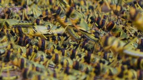你见过这么多蚂蚱吗? #动物百科 #蝗虫