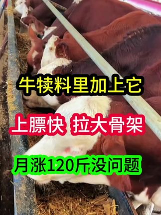 牛犊料里加上它,拉大骨架上膘快,月涨百斤不是梦#育肥牛 #牛羊养殖 #养牛 #养牛人