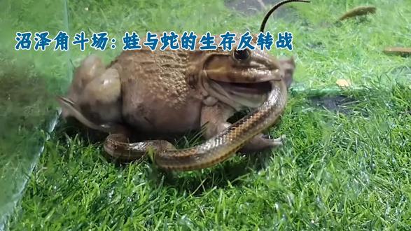沼泽角斗场:蛙与蛇的生存反转战