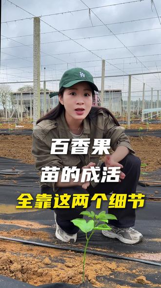 百香果苗木的成活,全靠这两个细节。马虎不得! #百香果 #百香果种植 #百香果苗 #三农 #抖音助农