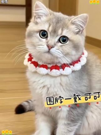 猫咪编织围脖宠物项圈围兜口水巾针织围领装饰围嘴可爱拍照小狗狗#萌宠出道计划 #猫咪编织围脖#家有萌宠 #也太可爱了吧 #猫咪狗狗围脖