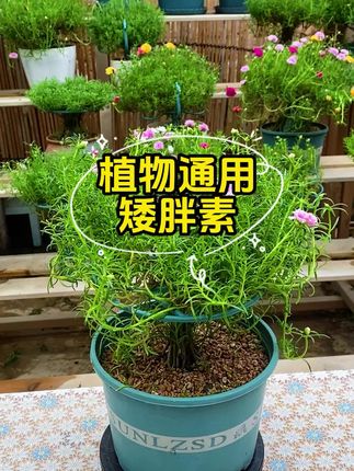 立秋后一定要给太阳花修剪打顶, 第一:太阳花枝条过于徒长,会让营养不能集中孕育花苞,从而导致开花量少,现在修剪,还能赶在10月份再爆一次花,第二:冬天期间植物供给养份能力变弱,枝条太多到了冬天反而成为负担,现在修剪也为过冬做准备。修剪后, 可以用这个矮胖素,喷洒叶面进行定型,可以让叶片肥胖,枝条紧凑,防止枝条徒长乱长,营养回流能促更多分枝和花苞,从而开爆花。家里的多肉矮控也适合用