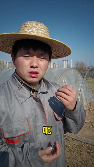 给大蒜浇返青水什么时候浇#大蒜种植 #大蒜管理 #大蒜追肥 #三农