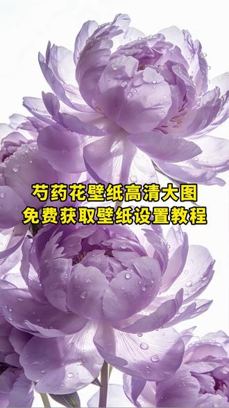 《月白精选》芍药花壁纸高清大图无水印免费获取教程来了 芍药花壁纸高清大图 芍药花壁纸 芍药花壁纸效果 芍药花壁纸更换 芍药壁纸寓意 芍药花壁纸招财 芍药花壁纸推荐 芍药花高清壁纸 芍药壁纸好处 壁纸 芍药花壁纸合集 芍药花壁纸大全 芍药花 #芍药花 #芍药花壁纸 #芍药花壁纸高清大图 #壁纸