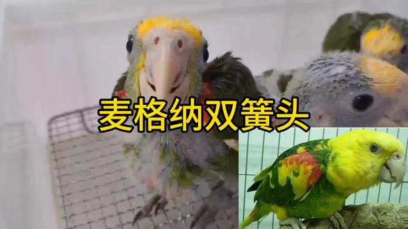 麦格纳双簧头 养殖场合法饲养
