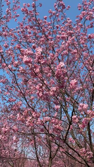 新春踏青就冲凌云山!正月初六正式开园,9.9元特惠票限量抢,免费停车超省心。漫步4A景区与国家级森林公园,赏浪漫樱花雨,逛完善步道与多元景观带。既能打卡绝美花海,又能问道凌云山,春日出游性价比拉满,赶紧约起来!#凌云山七彩樱花谷 #南充春节踏青赏花 #南充春节去哪儿玩 #南充春节周边游