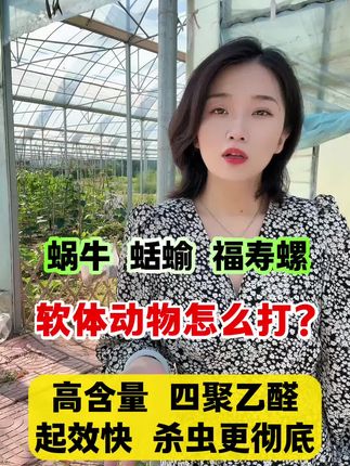 #农业主播周玲 #蜗牛 #蛞蝓福寿螺 软体动物危害就用四聚乙醛