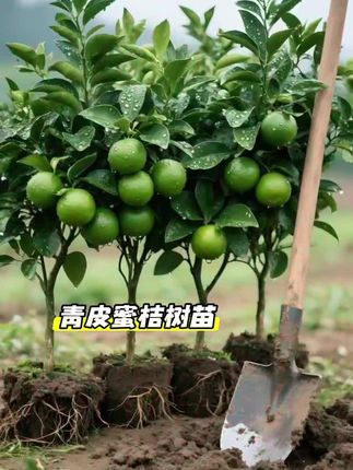 青皮蜜桔树苗#种果树 #果树栽培 #果树种植 #果树苗基地 #果树盆栽
