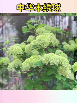 #中华木绣球 #中华木绣球花 #中华木绣球移栽苗 中华木绣球树苗庭院斗球树苗别墅耐寒植物盆景风景树绣球树苗地栽#中华木绣球树苗 #中华木绣球苗