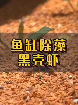 #黑壳虾 #观赏虾 #养虾 #鱼缸里的大自然 #爱生活爱分享