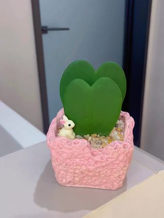 心叶球兰室内#七夕礼物 #七夕我想对你说 #七夕我要种草浪漫 #少女心爆棚 #颜值高