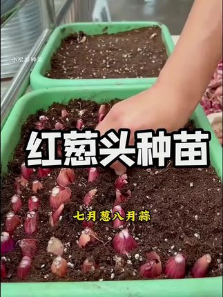 香葱头种子盆栽阳台四季小葱种红葱头蔬菜种孑籽家庭种植火葱头苗#香葱种子 #葱苗葱种 #葱苗
