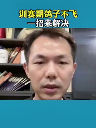 训赛期鸽子不愿意飞,一招来解决!#赛鸽 #养鸽人 #鸽子 #信鸽赛鸽 #赛鸽比赛