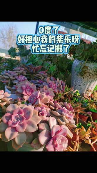 紫乐能抗零下吗?#记录多肉生活