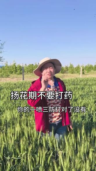 你的一喷三防打对了吗?#新疆 #小麦 #一喷三防 @抖音小助手